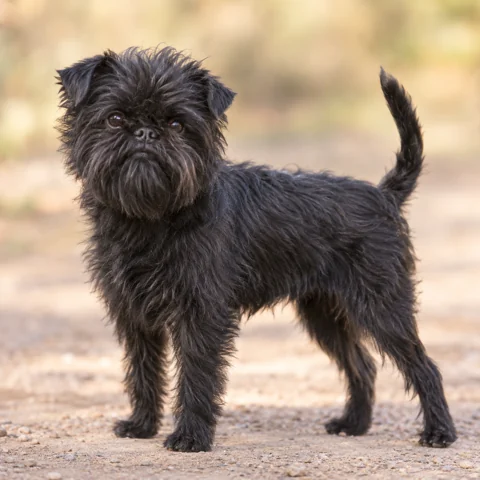 Affenpinscher · AI-generated realistic breed image, for visual reference.