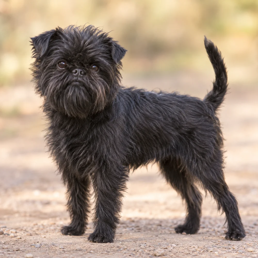 Affenpinscher · 외형 참고용 AI 생성 사실적 견종 이미지입니다.