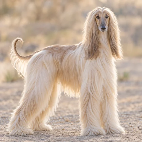 Afghan Hound · AI-generated realistic breed image, for visual reference.