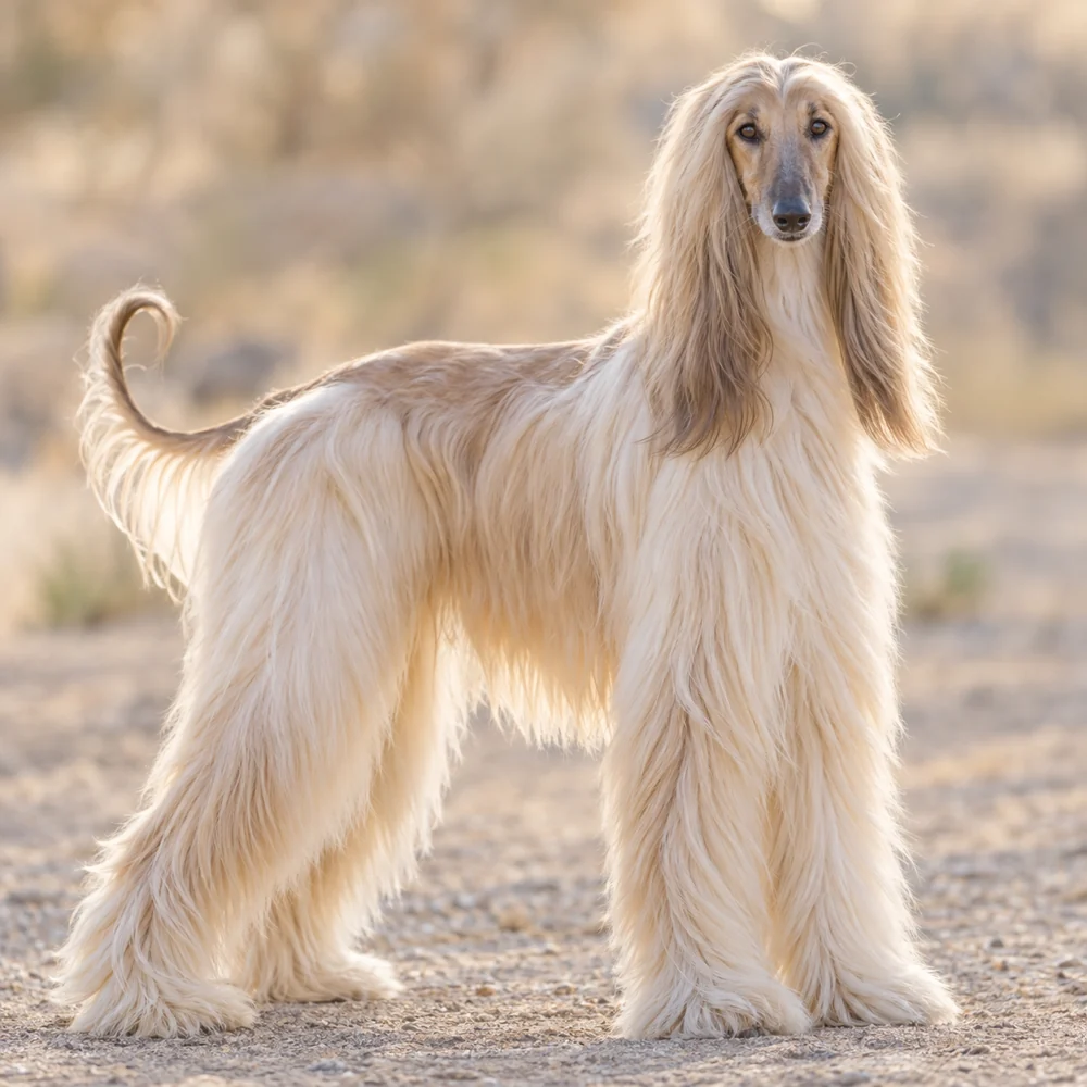 Afghan Hound · AI 生成的写实犬种图像,供外观参考。