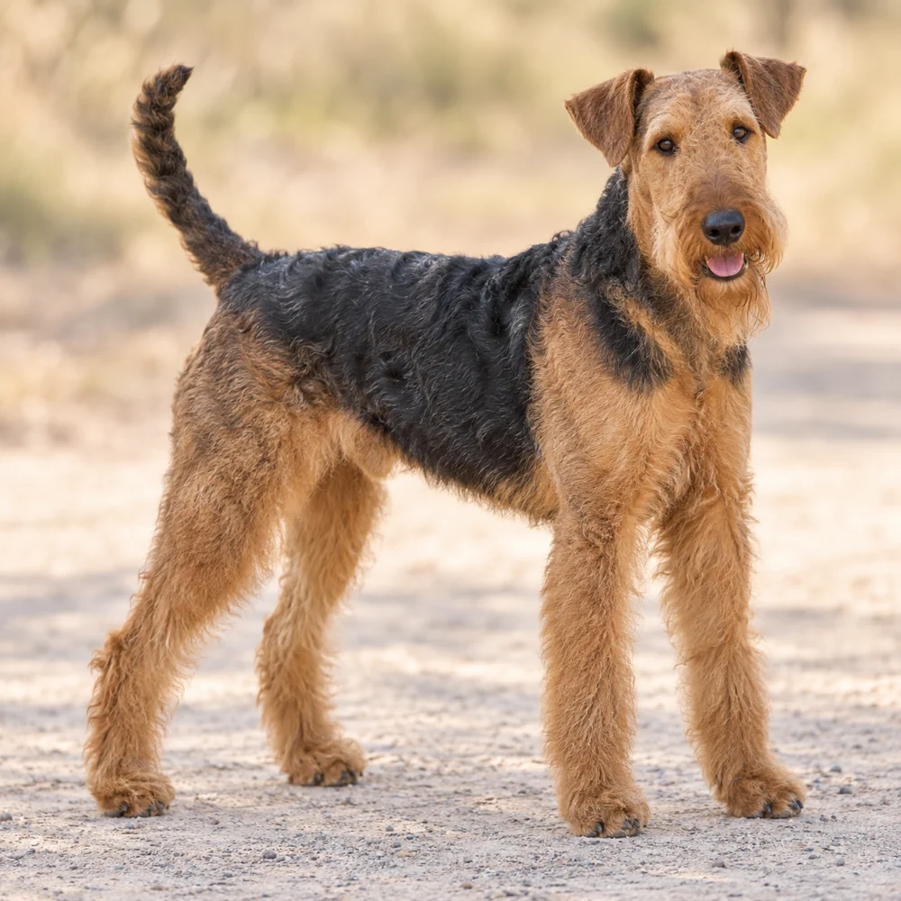 Airedale Terrier · 외형 참고용 AI 생성 사실적 견종 이미지입니다.