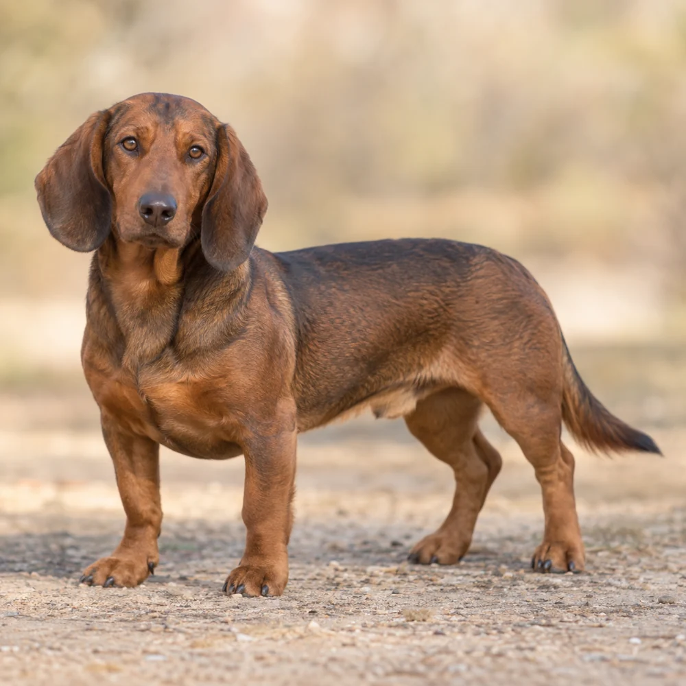 Alpine Dachsbracke · AI生成の写実的な犬種画像。外見の参考用です。