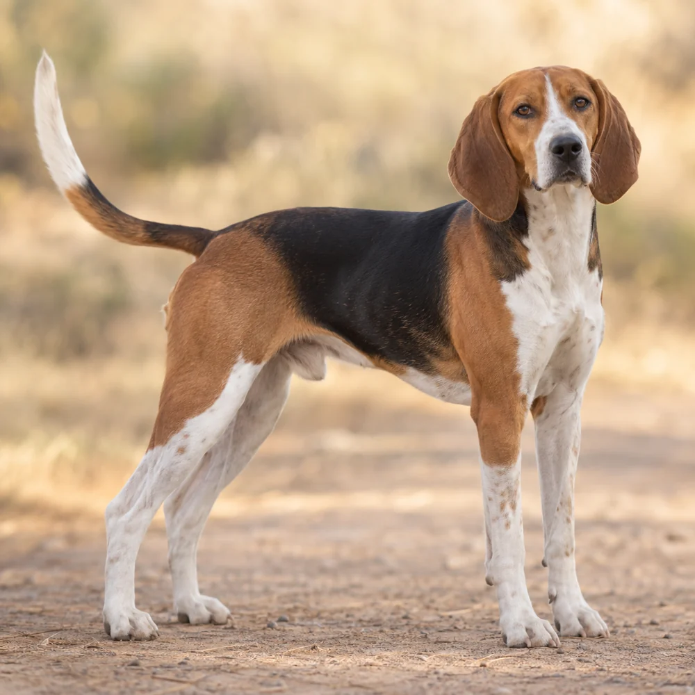 American Foxhound · AI 生成的写实犬种图像,供外观参考。