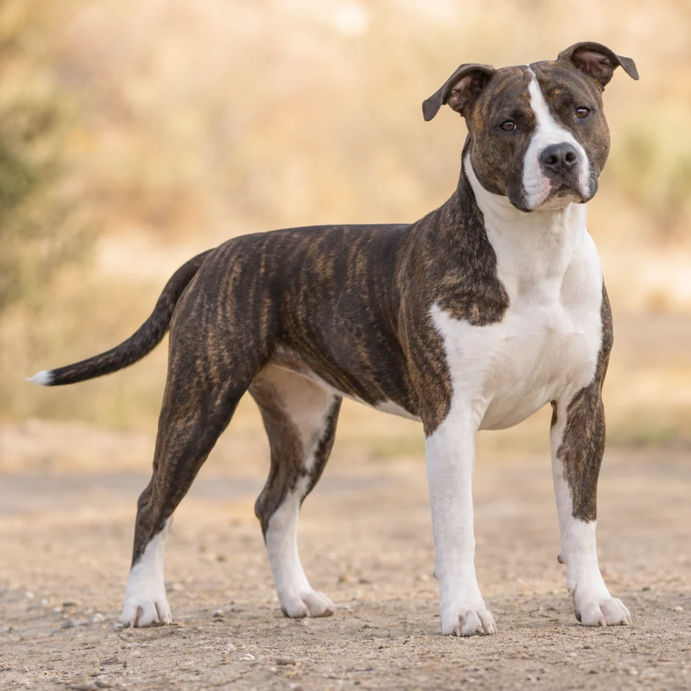 American Staffordshire Terrier · AI 生成的写实犬种图像,供外观参考。