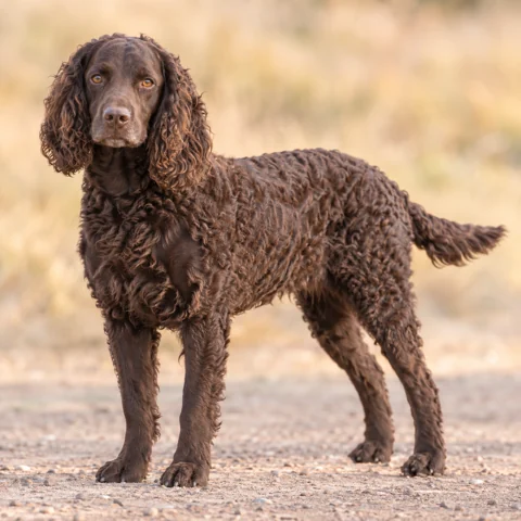 American Water Spaniel · AI-generated realistic breed image, for visual reference.