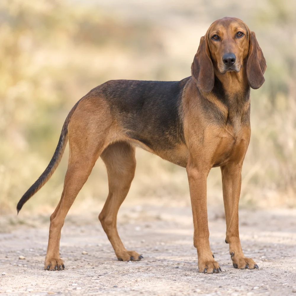 Appennine Hound - Italian Hare-Hunting Dog · AI 生成的写实犬种图像,供外观参考。
