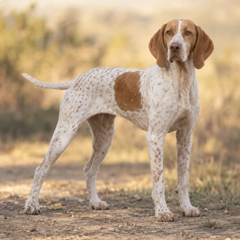 Ariege Pointing Dog · AI-generated realistic breed image, for visual reference.