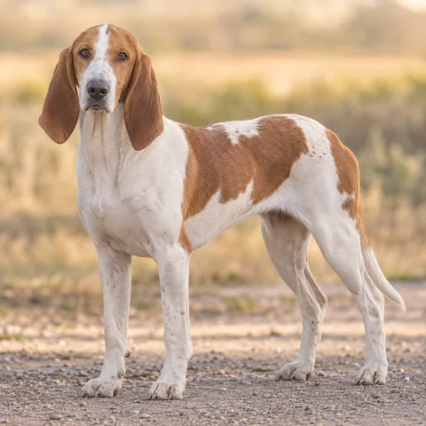 Artois Hound · AI-generated realistic breed image, for visual reference.