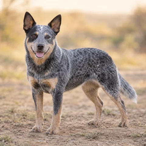 Australian Cattle Dog · AI-generated realistic breed image, for visual reference.