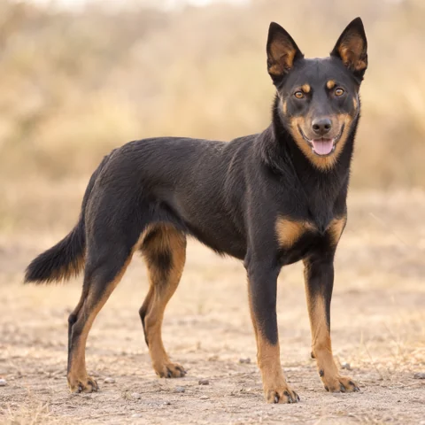 Australian Kelpie · AI-generated realistic breed image, for visual reference.