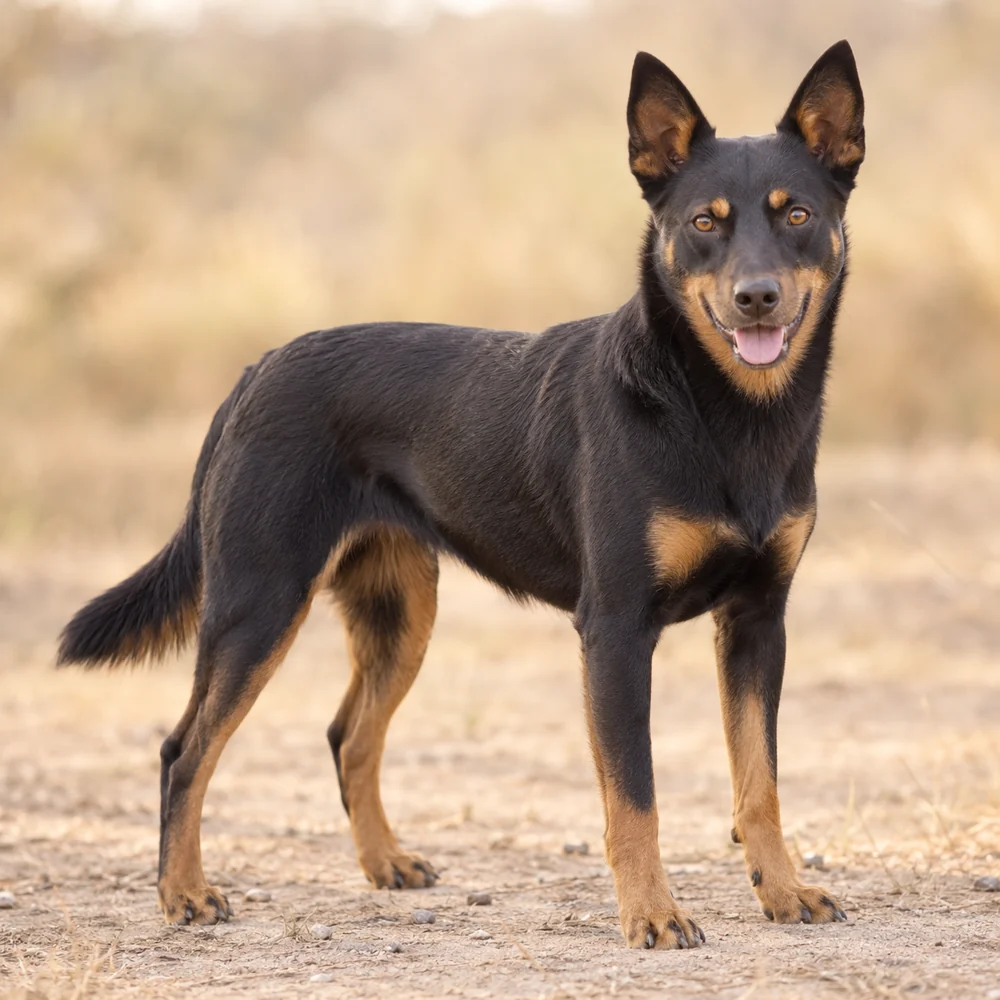 Australian Kelpie · AI 生成的写实犬种图像,供外观参考。