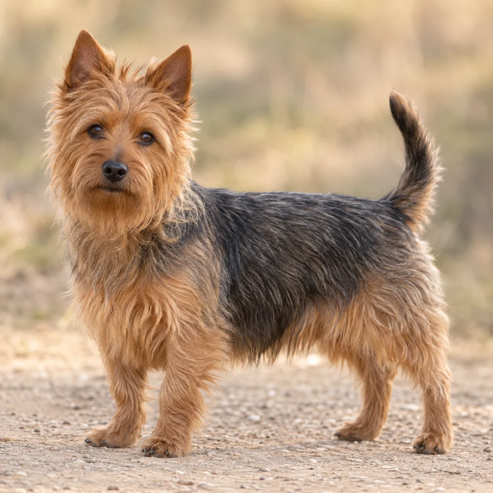 Australian Terrier · 외형 참고용 AI 생성 사실적 견종 이미지입니다.