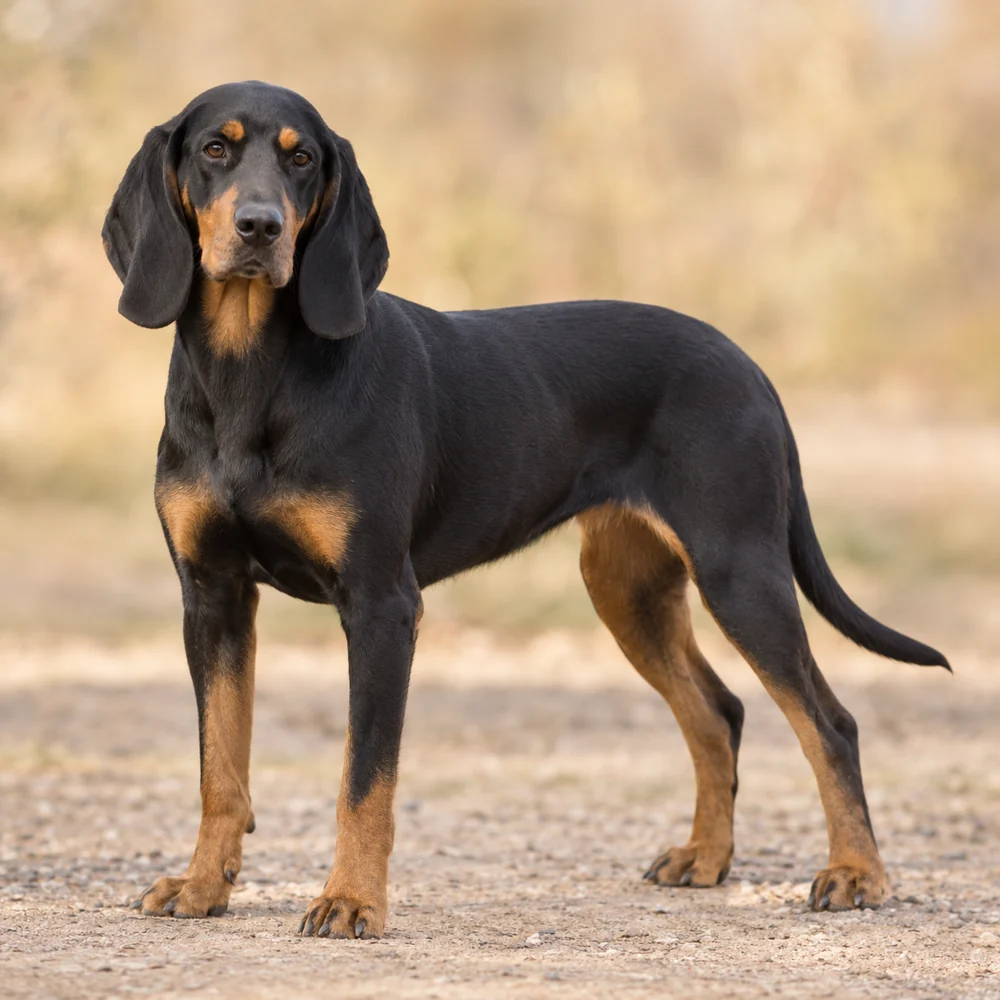 Austrian Black And Tan Hound · AI-generated realistic breed image, for visual reference.