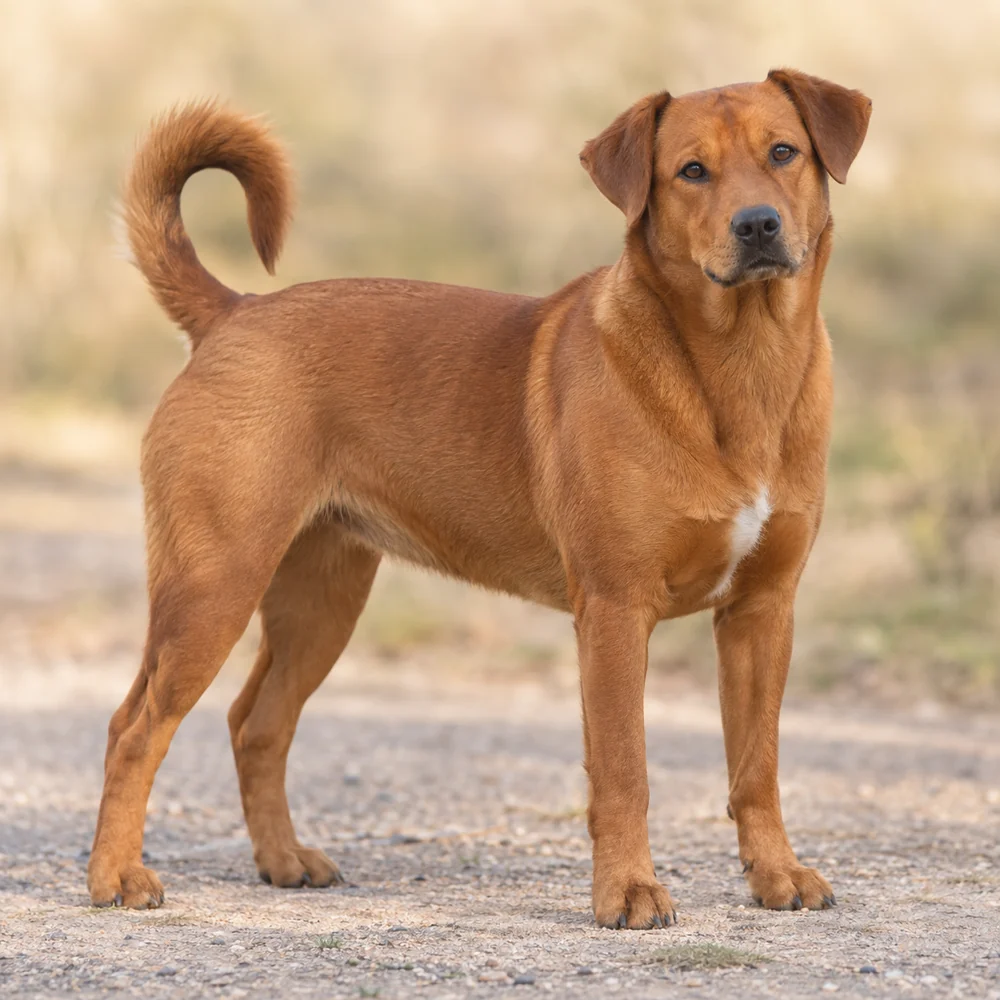Austrian Pinscher · AI 生成的写实犬种图像,供外观参考。