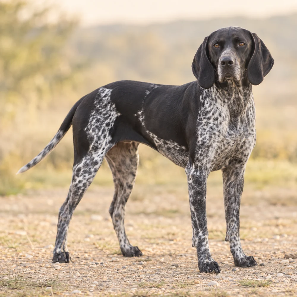 Auvergne Pointer · AI生成の写実的な犬種画像。外見の参考用です。