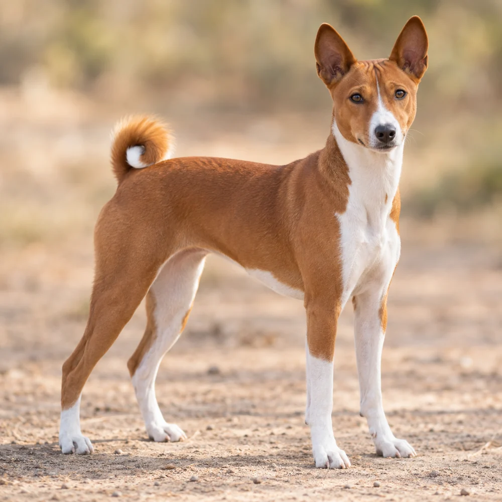 Basenji · 외형 참고용 AI 생성 사실적 견종 이미지입니다.