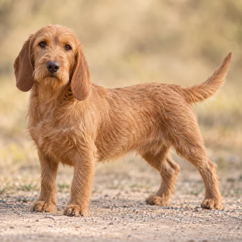 Basset Fauve De Bretagne · AI-generated realistic breed image, for visual reference.