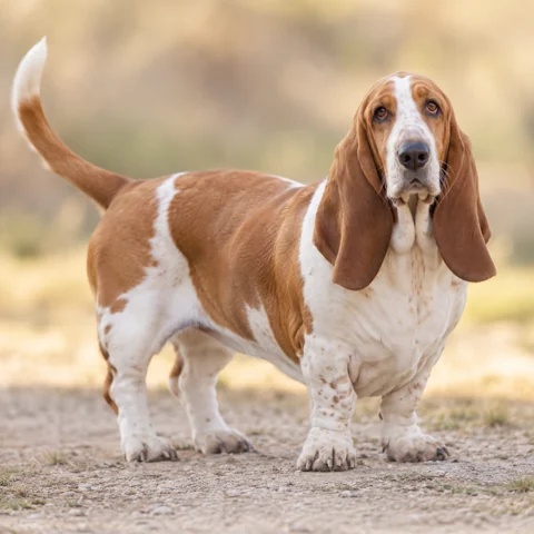 巴吉度猎犬 · AI 生成的写实犬种图像，供外观参考。