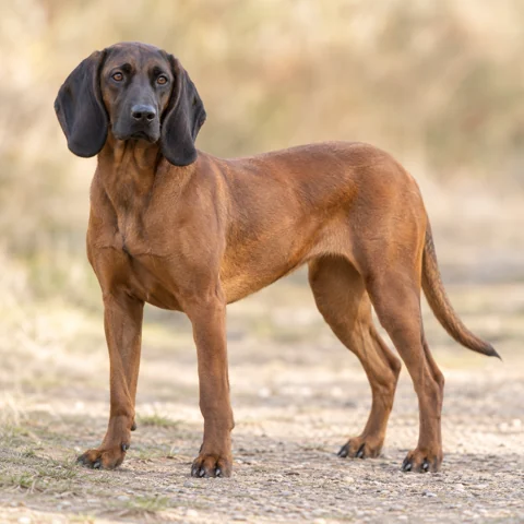 Bavarian Mountain Scent Hound · AI-generated realistic breed image, for visual reference.