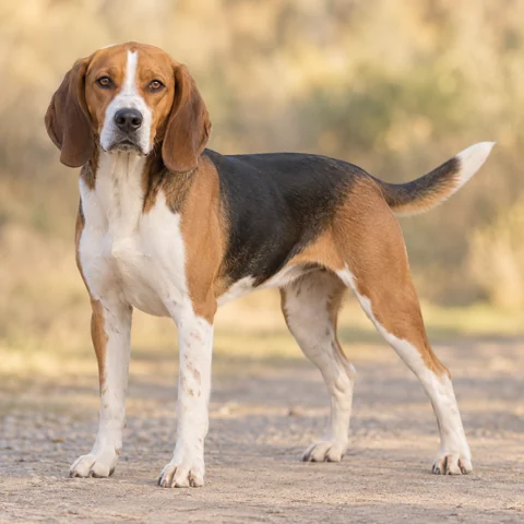 Beagle Harrier · AI-generated realistic breed image, for visual reference.