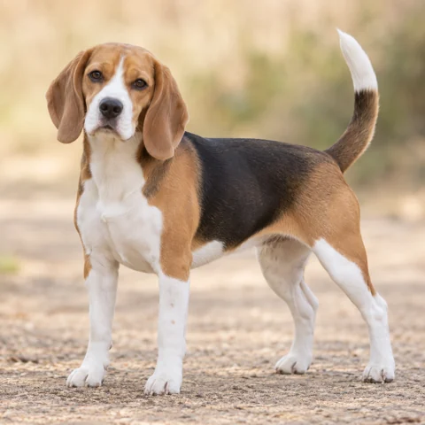 比格犬 · AI 生成的写实犬种图像，供外观参考。