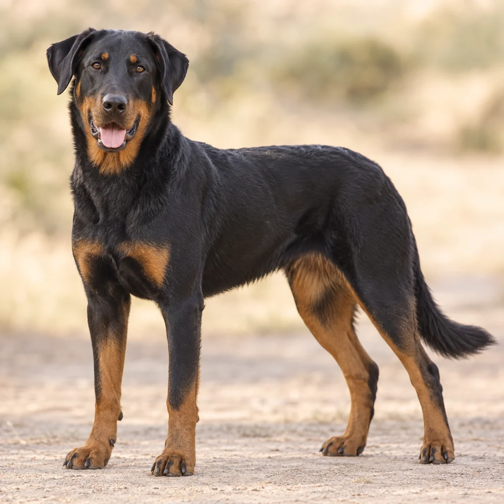 Beauce Sheepdog · AI 生成的写实犬种图像,供外观参考。