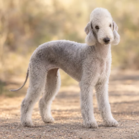 Bedlington Terrier · AI-generated realistic breed image, for visual reference.