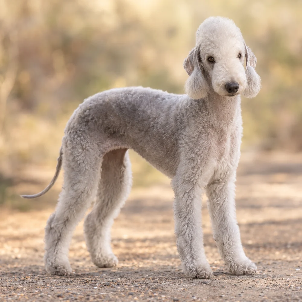 Bedlington Terrier · AI 生成的写实犬种图像,供外观参考。