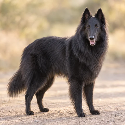 Belgian Shepherd Dog · AI生成の写実的な犬種画像。外見の参考用です。