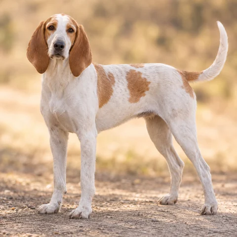 Billy · AI-generated realistic breed image, for visual reference.