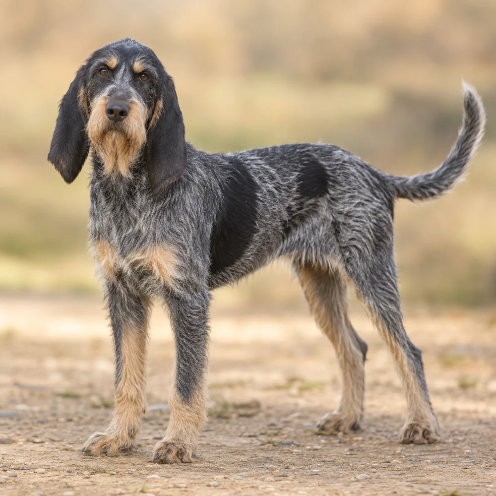 Blue Gascony Griffon · AI 生成的写实犬种图像,供外观参考。