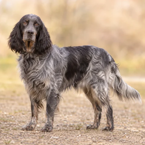 Blue Picardy Spaniel · AI-generated realistic breed image, for visual reference.