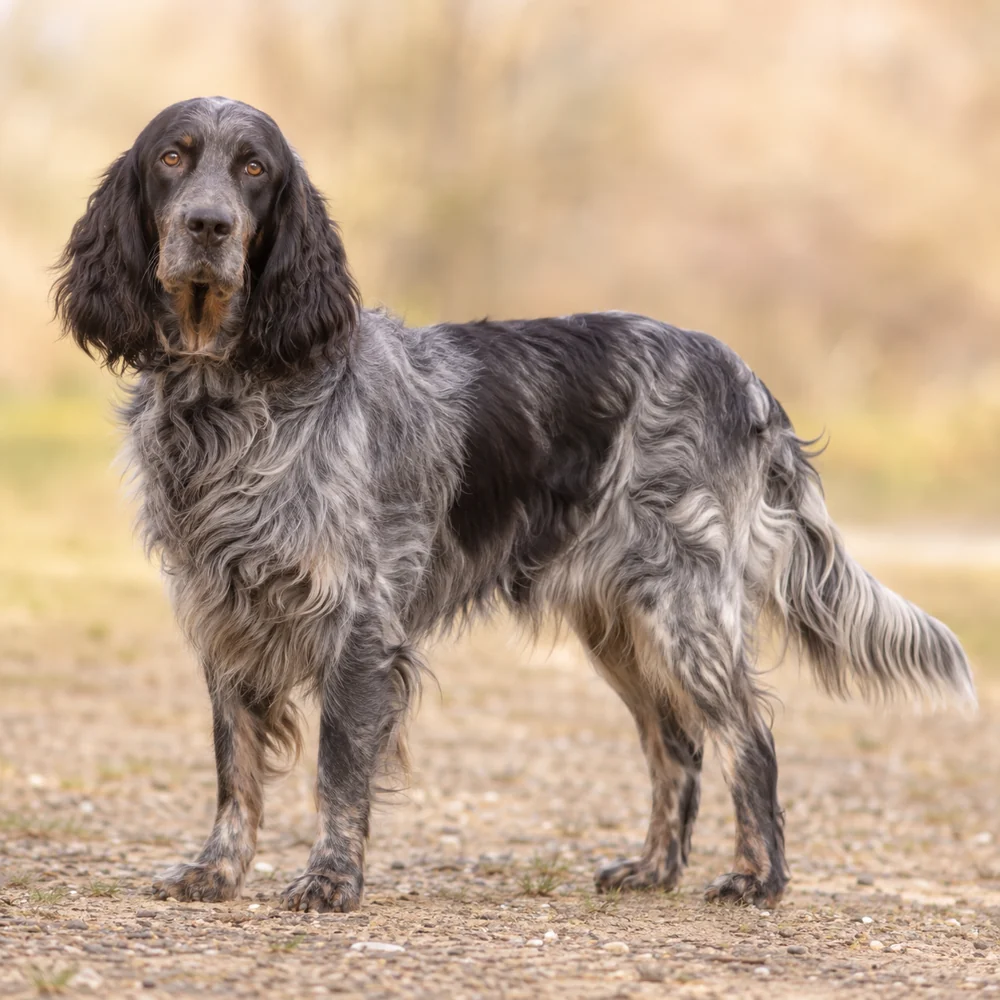 Blue Picardy Spaniel · AI 生成的写实犬种图像,供外观参考。