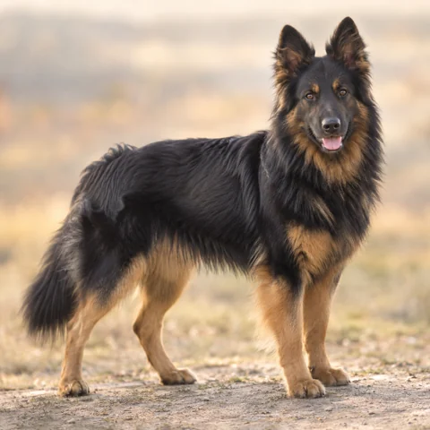 Bohemian Shepherd Dog · AI-generated realistic breed image, for visual reference.