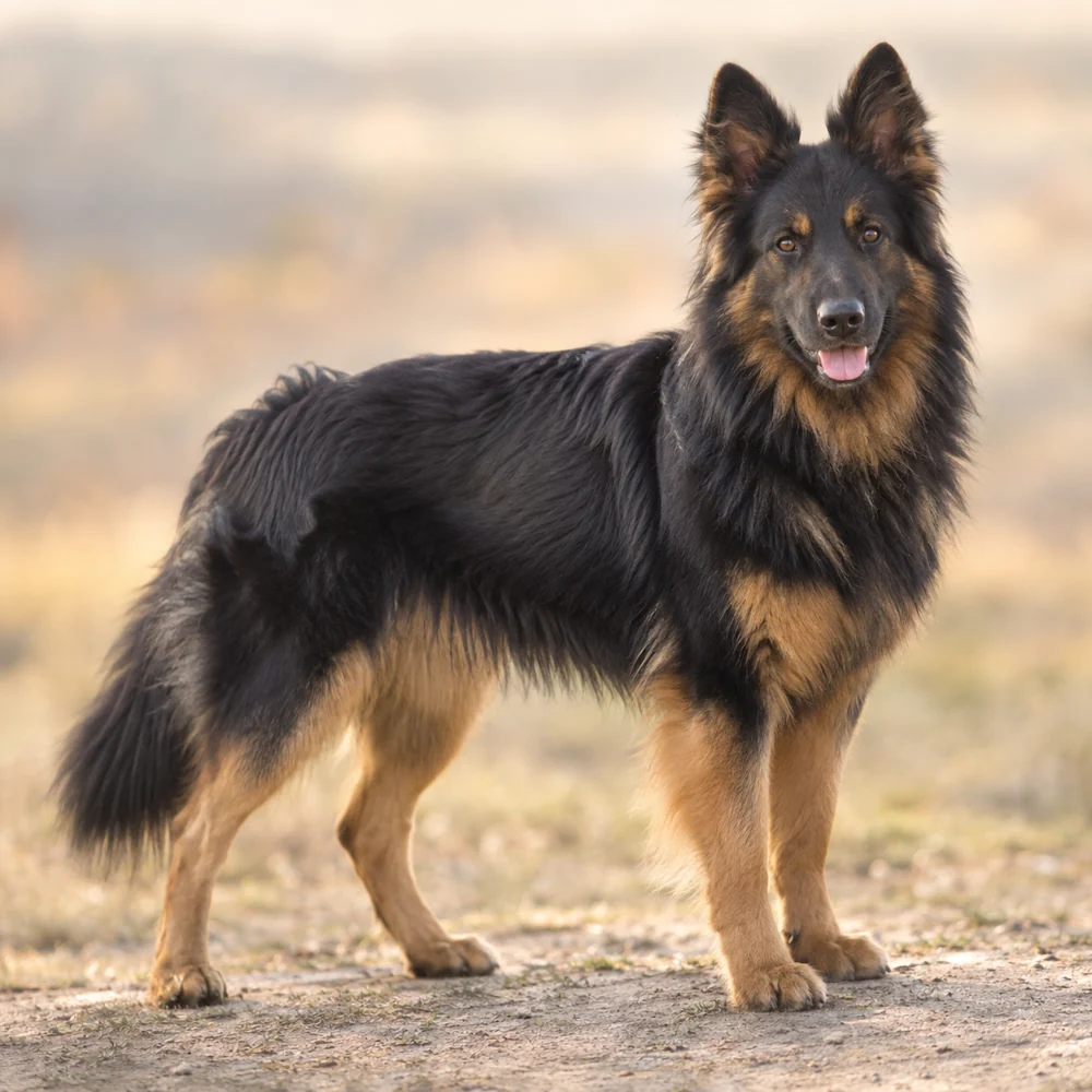 Bohemian Shepherd Dog · AI 生成的写实犬种图像,供外观参考。