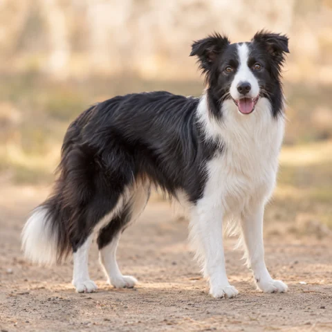 边境牧羊犬 · AI 生成的写实犬种图像，供外观参考。