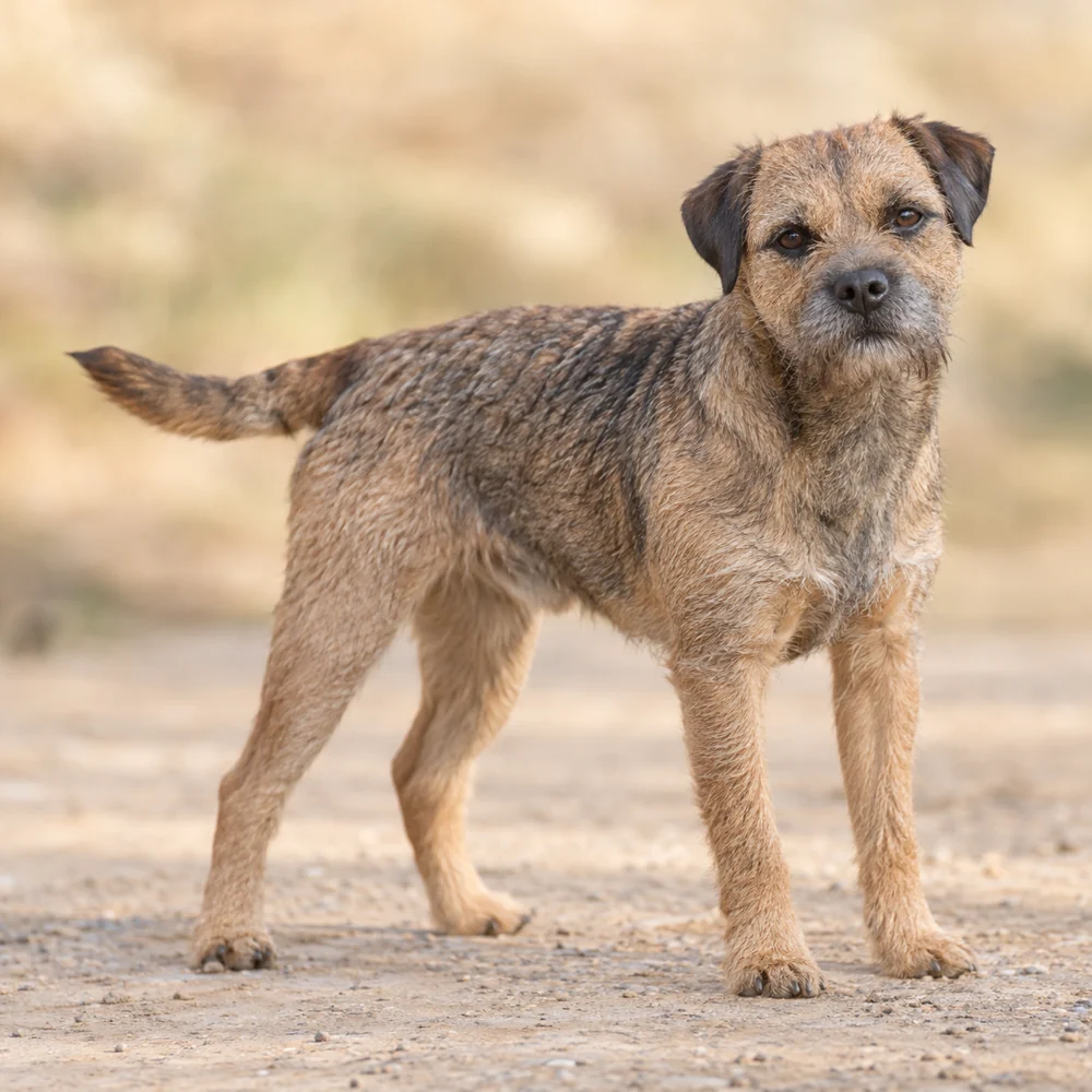 Border Terrier · 외형 참고용 AI 생성 사실적 견종 이미지입니다.