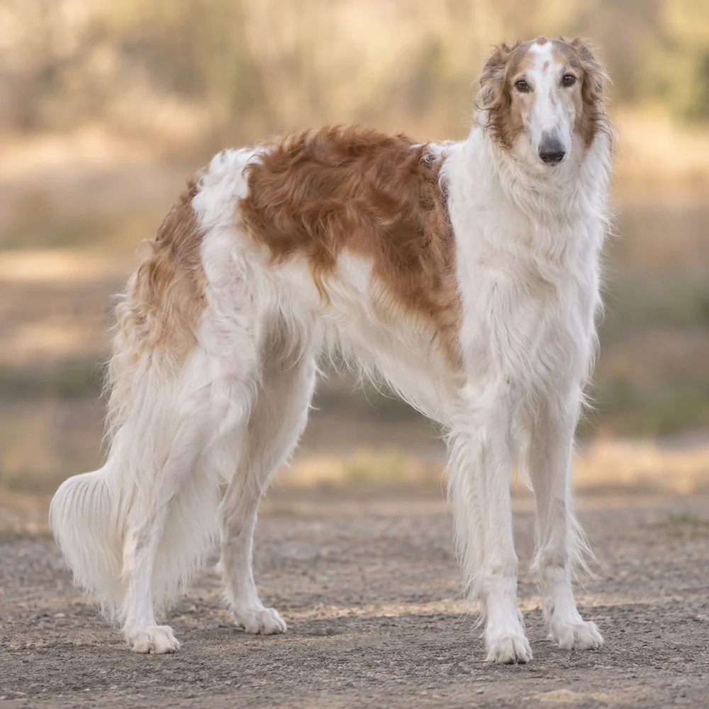 Borzoi - Russian Hunting Sighthound · AI 生成的写实犬种图像,供外观参考。