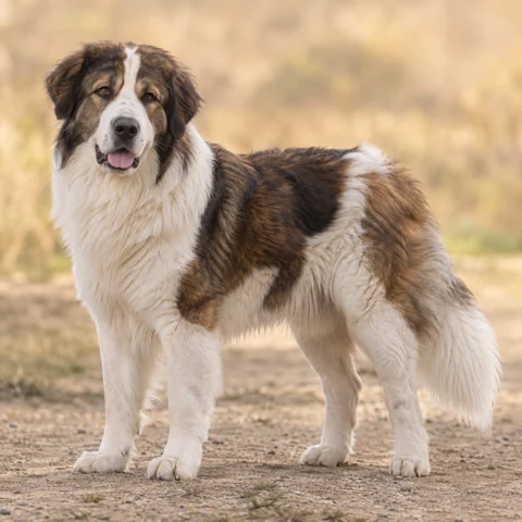 Bosnian And Herzegovinian - Croatian Shepherd Dog · AI-generated realistic breed image, for visual reference.