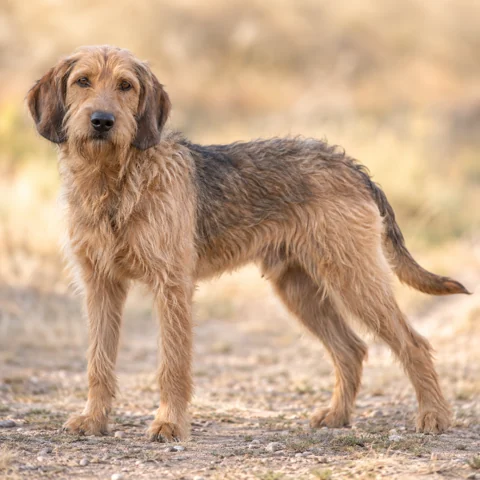 Bosnian Broken-Haired Hound - Called Barak · AI-generated realistic breed image, for visual reference.