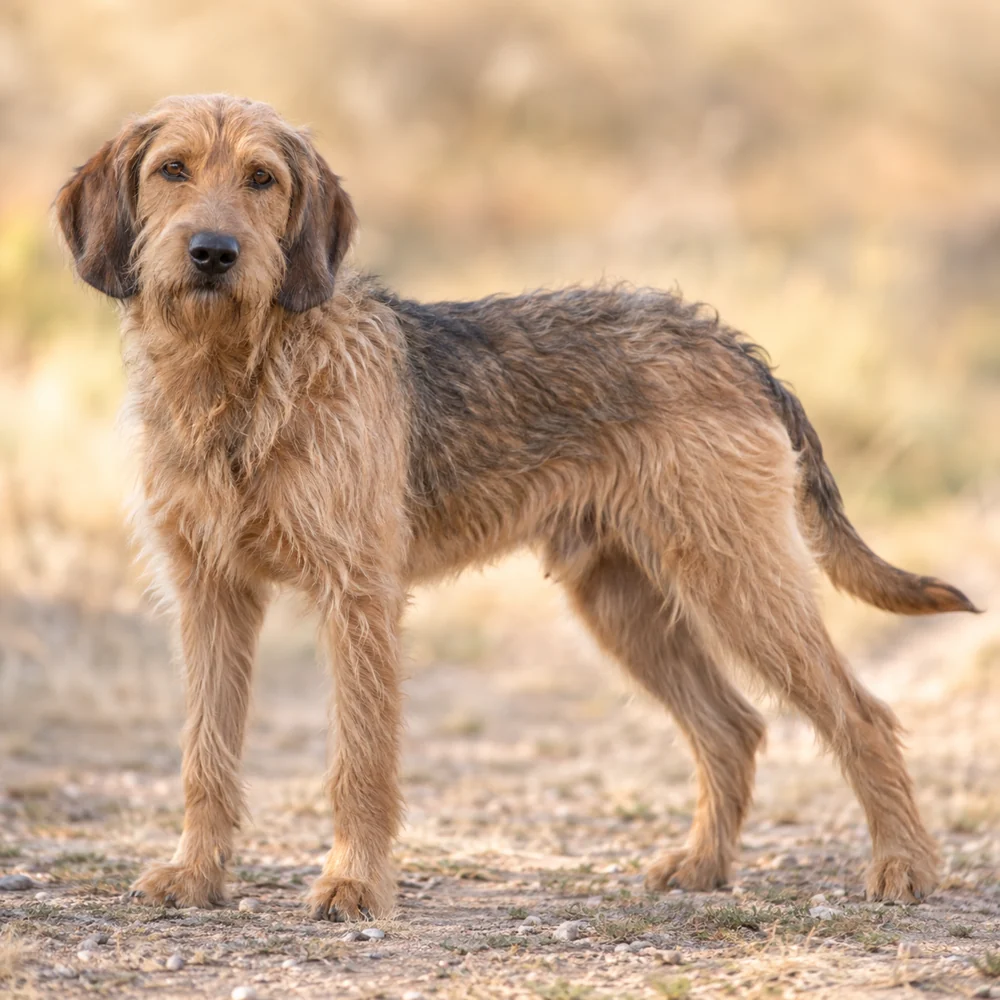 Bosnian Broken-Haired Hound - Called Barak · 외형 참고용 AI 생성 사실적 견종 이미지입니다.