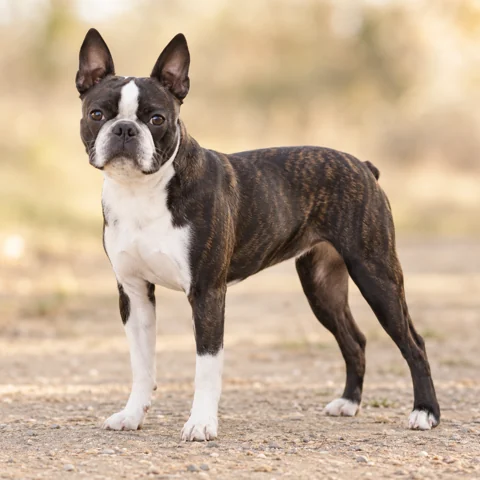 Boston Terrier · AI-generated realistic breed image, for visual reference.