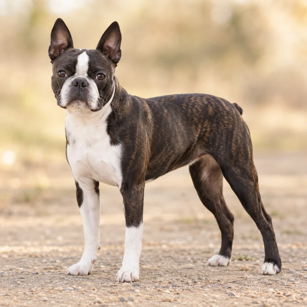 Boston Terrier · AI 生成的写实犬种图像,供外观参考。