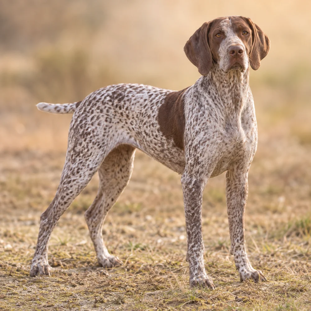 Bourbonnais Pointing Dog · 외형 참고용 AI 생성 사실적 견종 이미지입니다.