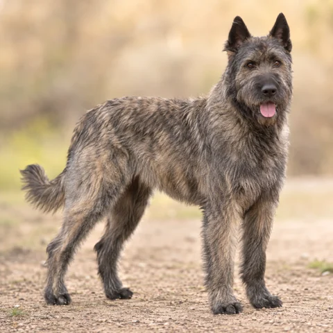 Bouvier Des Ardennes · AI-generated realistic breed image, for visual reference.
