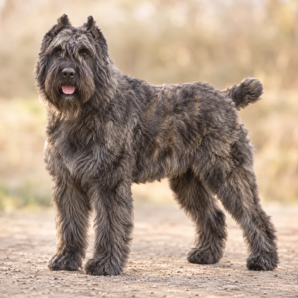 Bouvier Des Flandres · AI 生成的写实犬种图像,供外观参考。