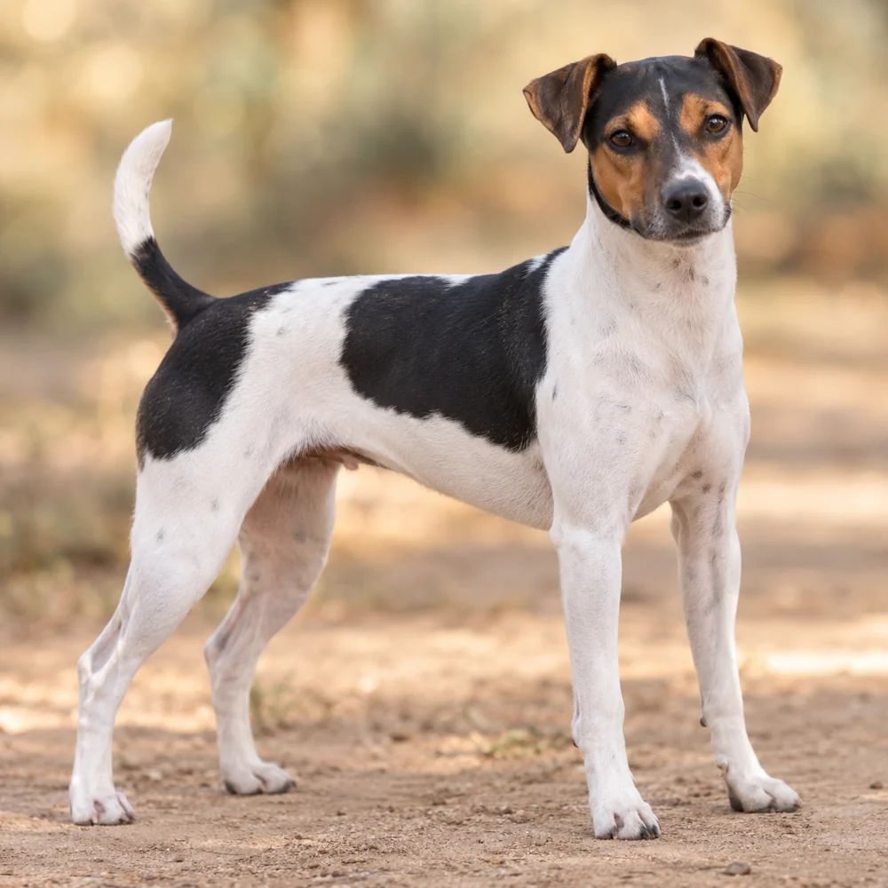 Brazilian Terrier · 외형 참고용 AI 생성 사실적 견종 이미지입니다.