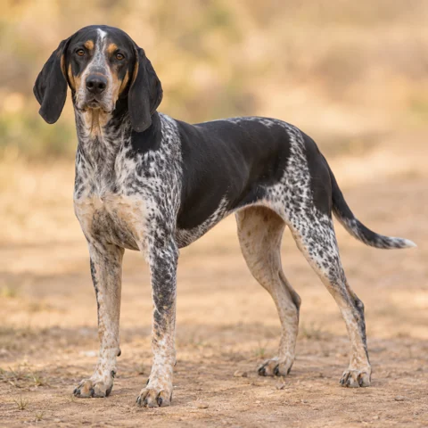Brazilian Tracker · AI-generated realistic breed image, for visual reference.
