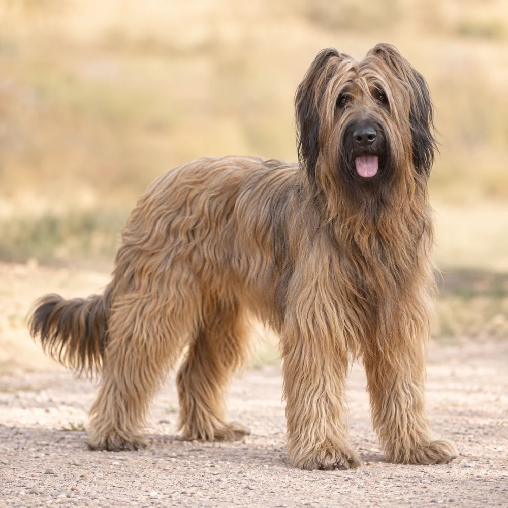 Briard · AI-generated realistic breed image, for visual reference.