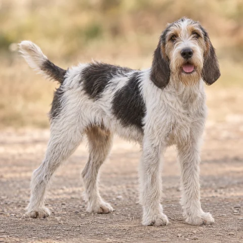 Briquet Griffon Vendeen · AI-generated realistic breed image, for visual reference.